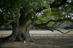 Big tree