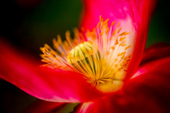 花蕊_虞美人草