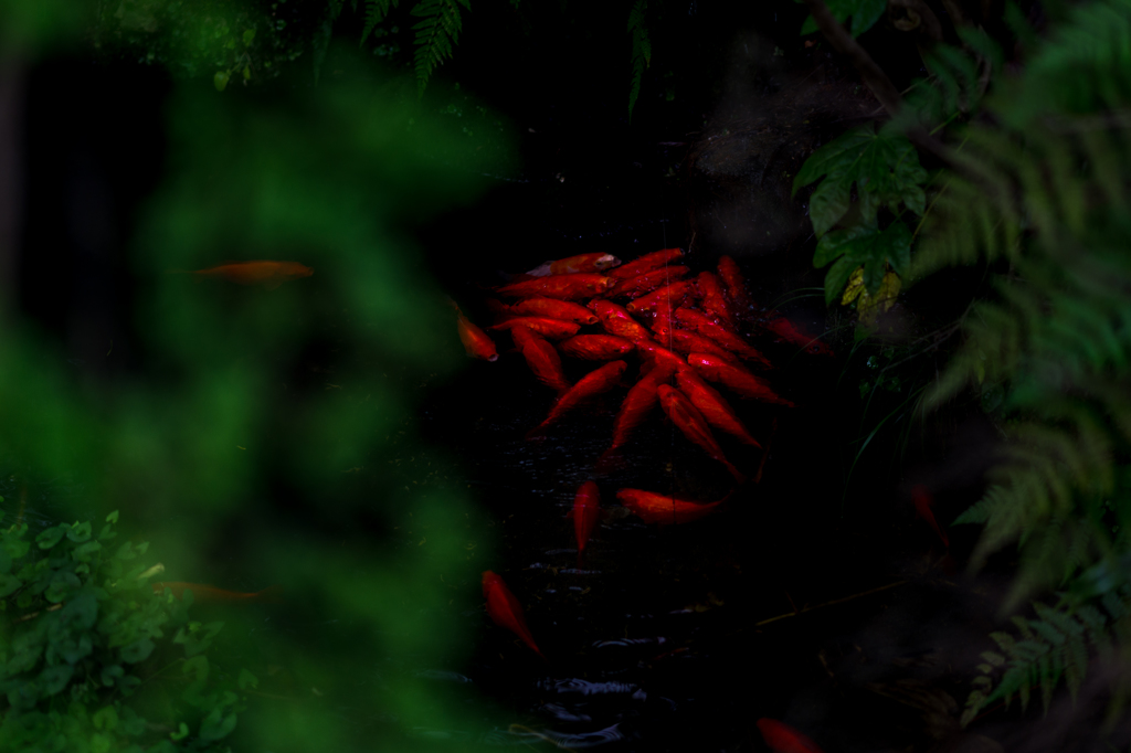 Goldfish