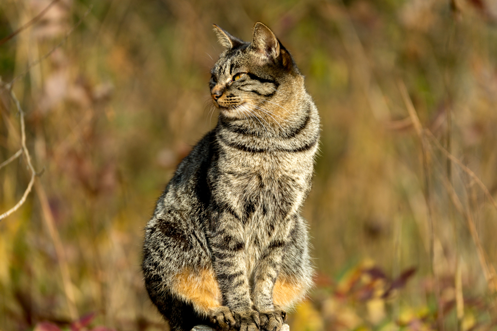 Wild cat (1)