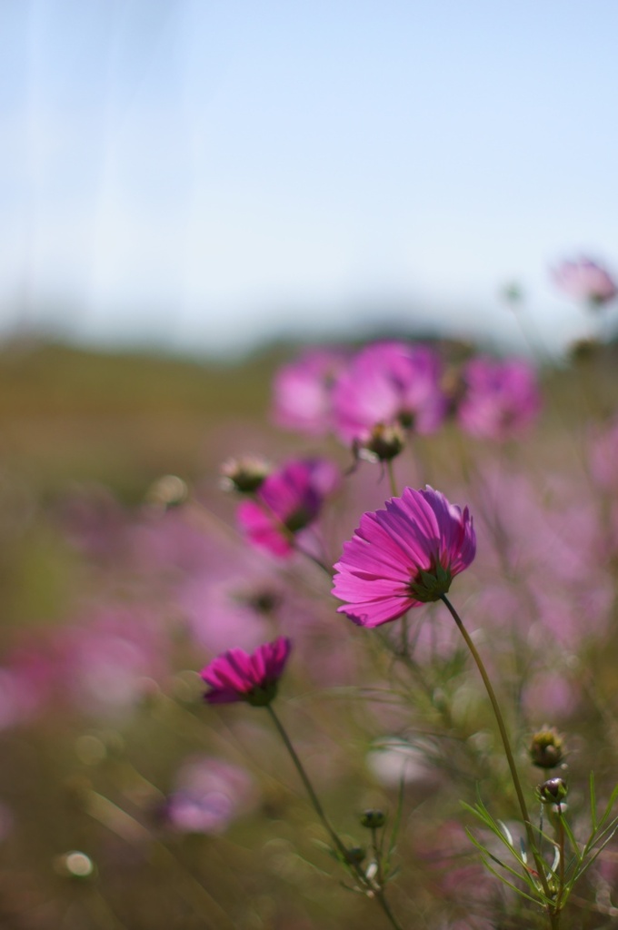 I like Bokeh_2