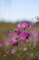 I like Bokeh_2