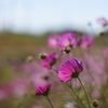 I like Bokeh_2