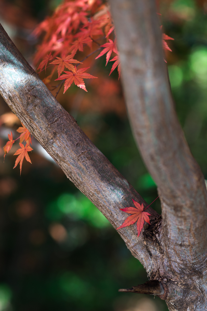 Fallen leaf(4)