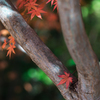 Fallen leaf(4)