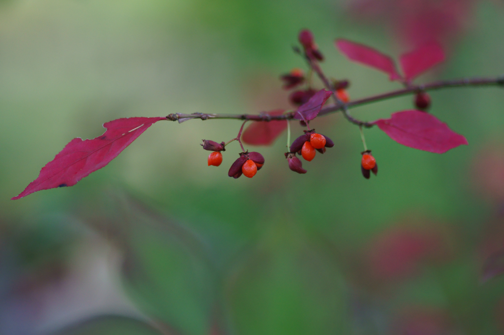 Small fruit