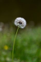 Dandelion