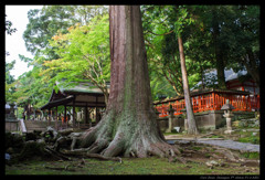 神社の大杉