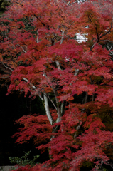 A red leaf