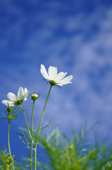 White cosmos