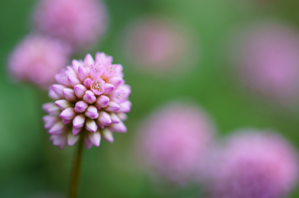 Small flowers