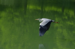 Beautiful flight