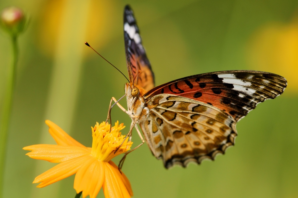 Beautiful butterfly (2)