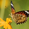 Beautiful butterfly (2)