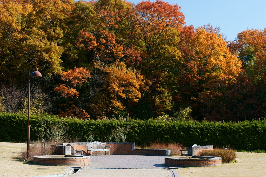 Bench where forest is seen