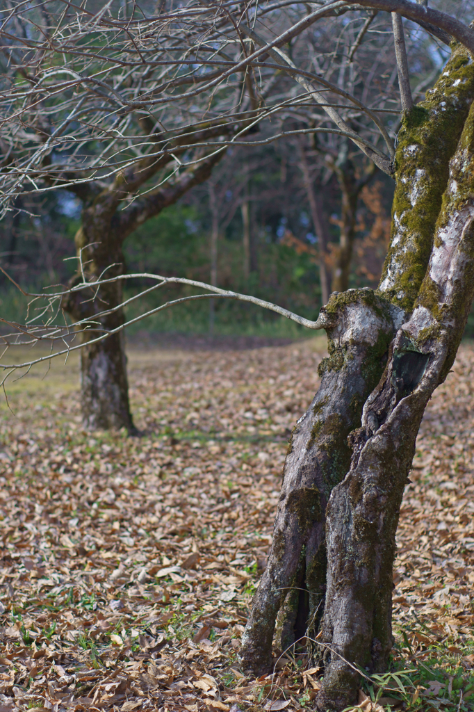 mysterious forest