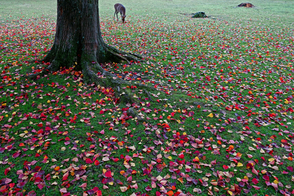 Fallen leaves