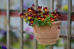 Pansy