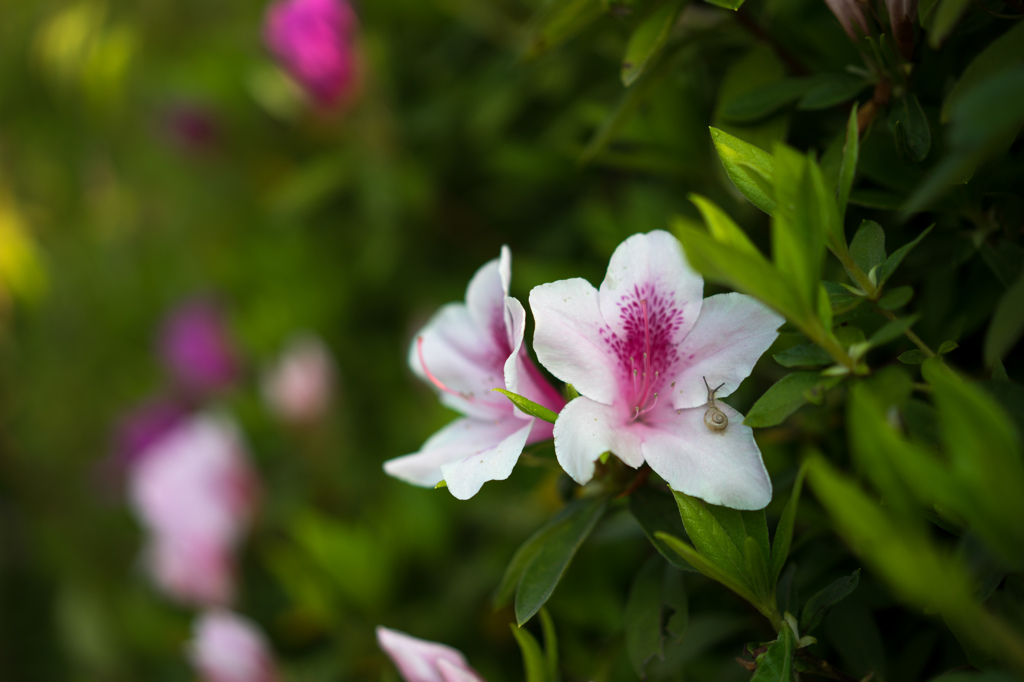 Visitor to a flower