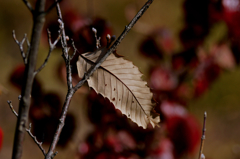 Dead leaf