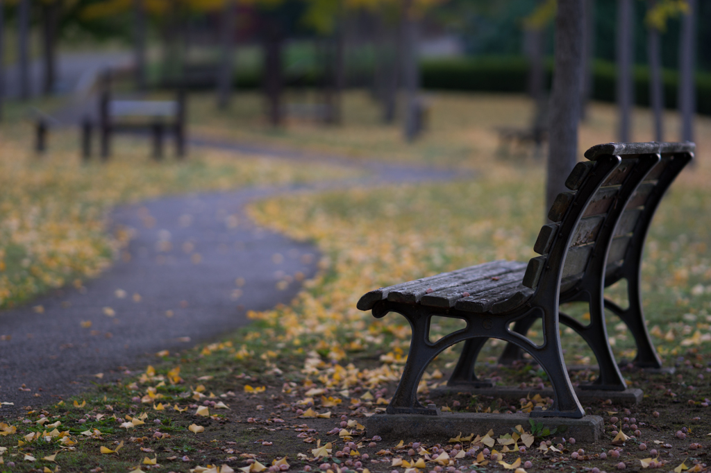 Bench of the park