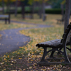 Bench of the park