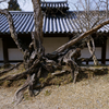 Old tree