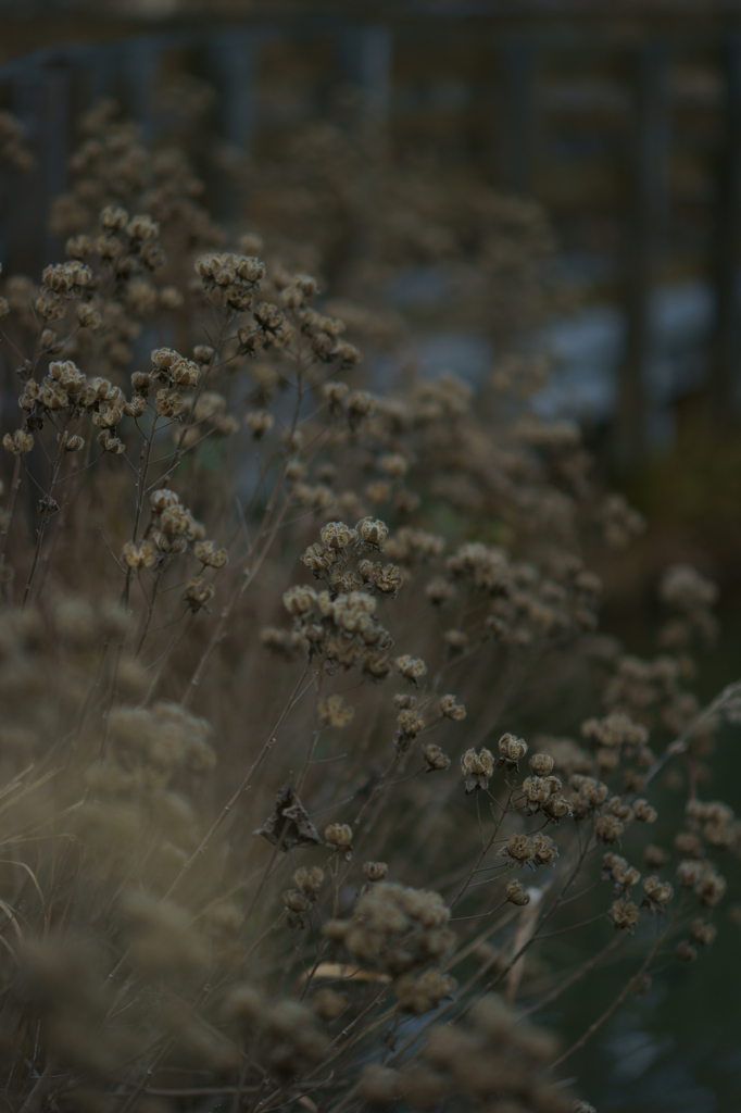 Kind of the flower