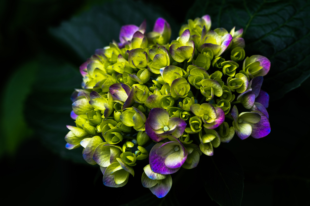 Hydrangea
