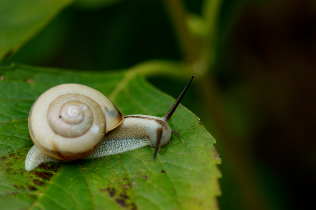 Snail