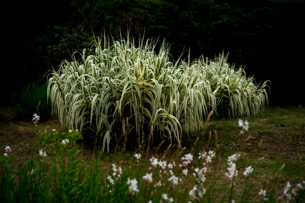 Long leaf