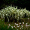 Long leaf