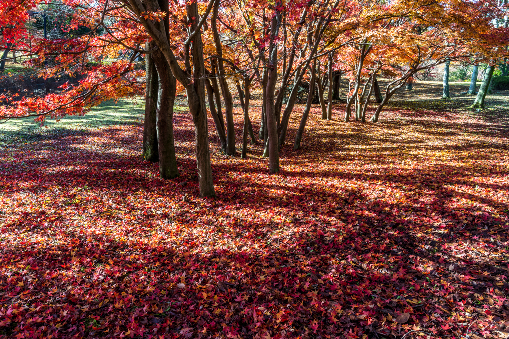 Fallen leaf (1)