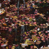 Fallen leaves