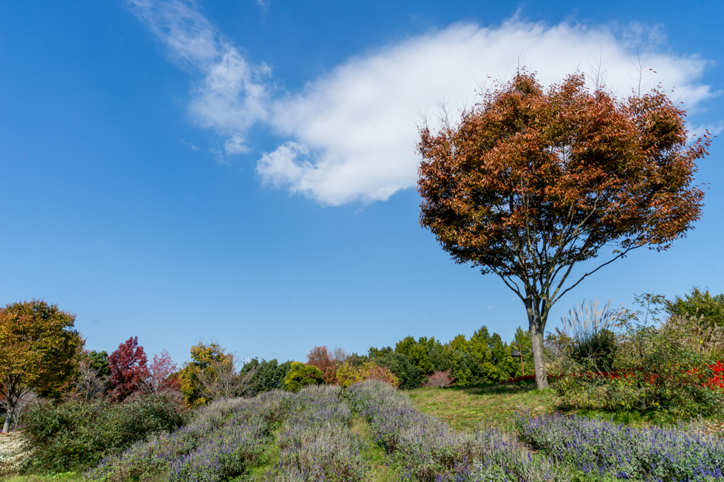 Scenery of autumn sky (NO2)