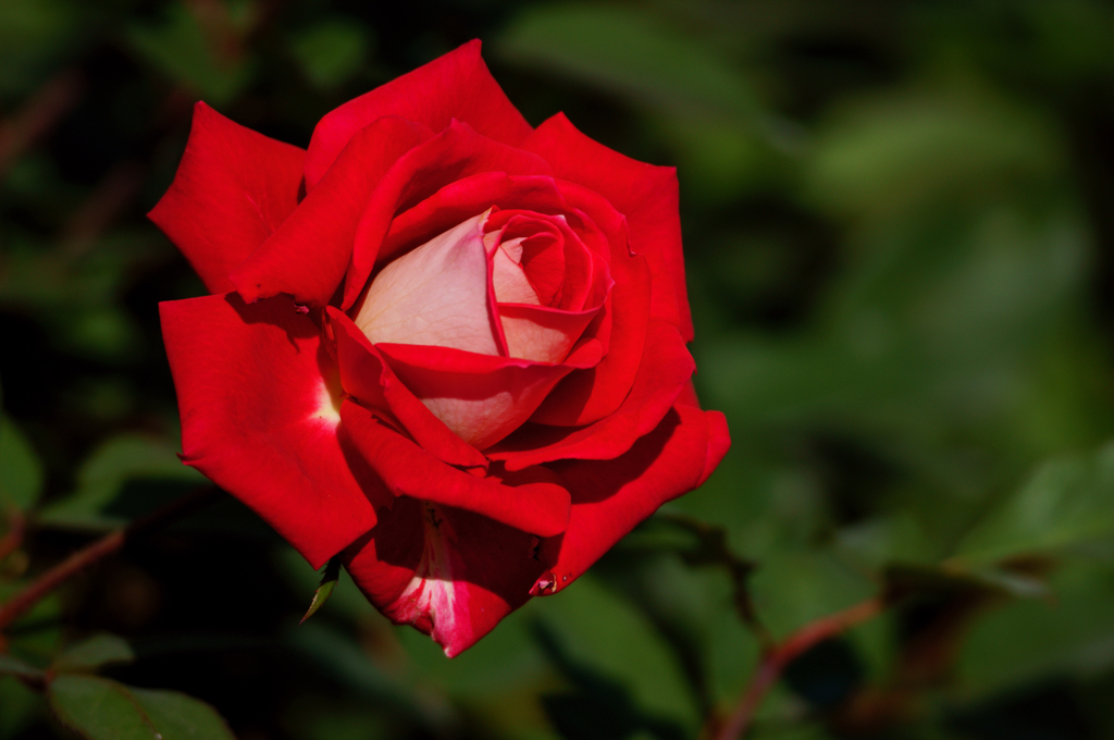 Red rose