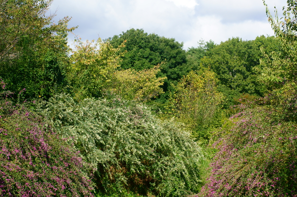 Autumn park