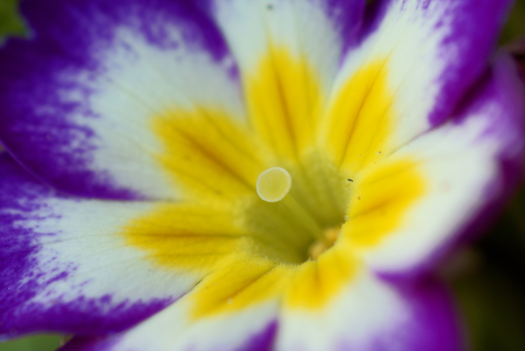 Yellow mark