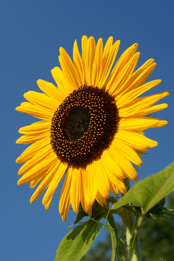 Summer flower