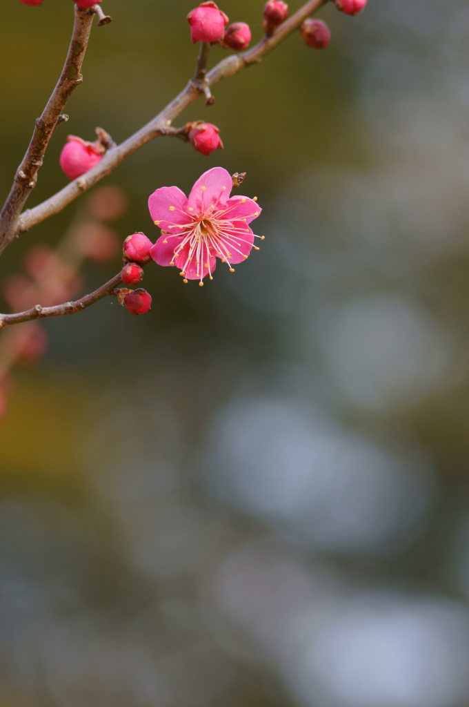 Visit of spring