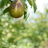 Fruit