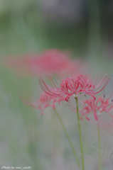 red spider lily