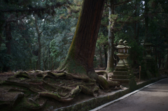 An old Japan cedar