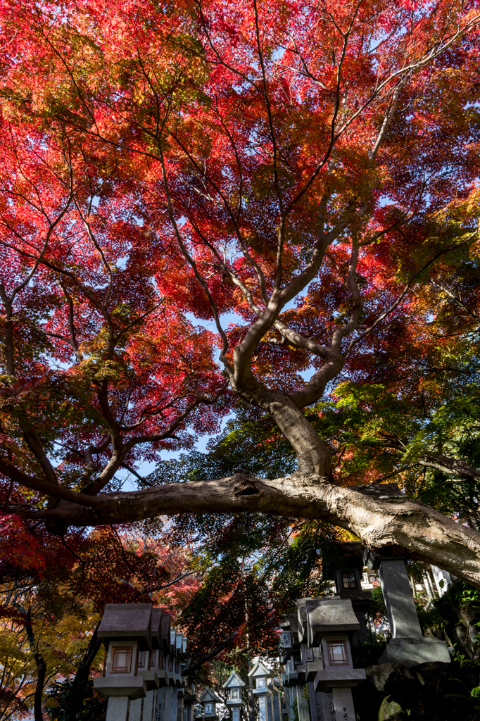 朝護孫子寺の紅葉