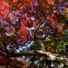 朝護孫子寺の紅葉
