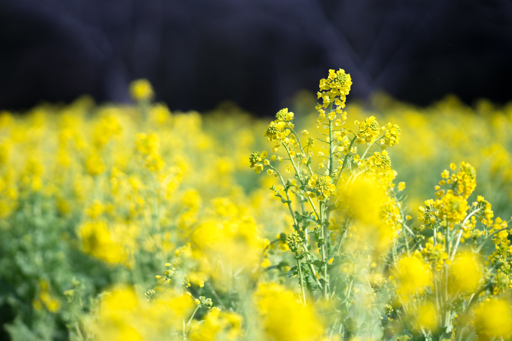 rapeseed blossom(菜の花)