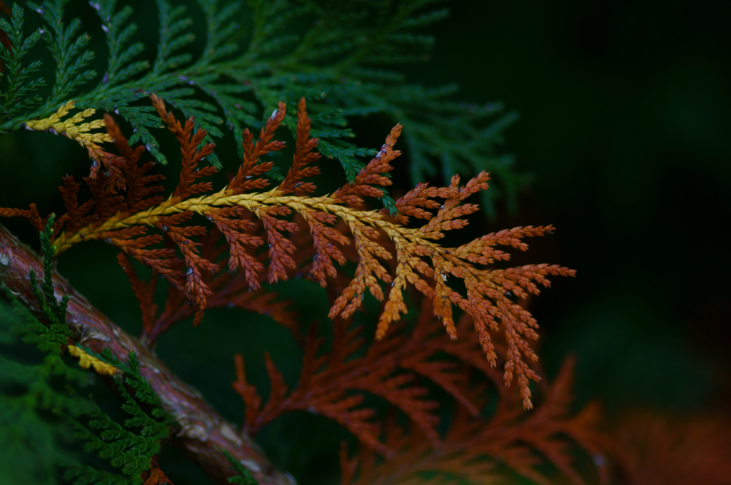 Brown and green