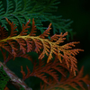 Brown and green