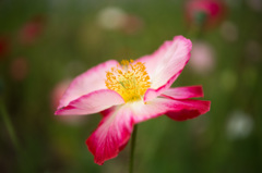 Flower (soft)