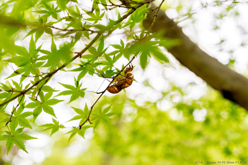 Season of the cicada